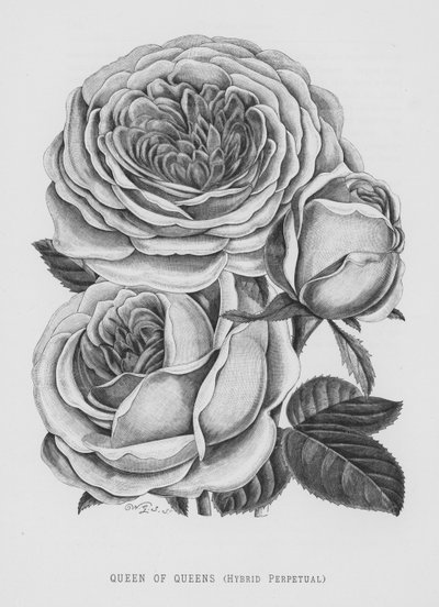 Il giardino delle rose: Regina delle Regine, Ibrido Perpetuo (incisione) da English School