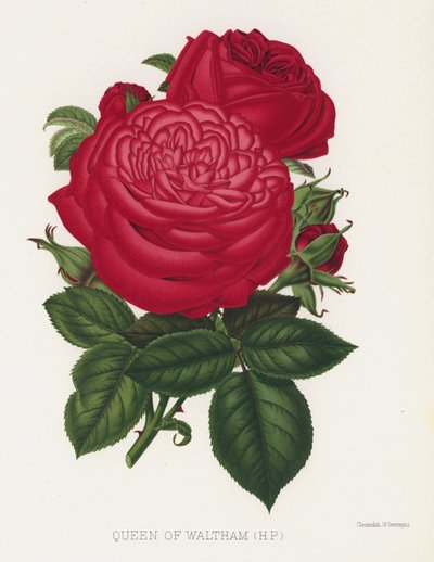 Il Giardino delle Rose: Regina di Waltham, HP da English School