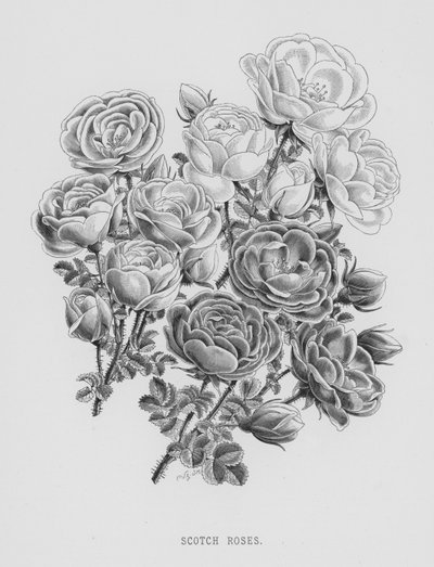 Il giardino delle rose: Rose Scozzesi (incisione) da English School