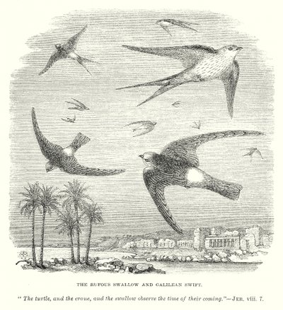 La rondine rufosa e il rondone galileiano (incisione) da English School