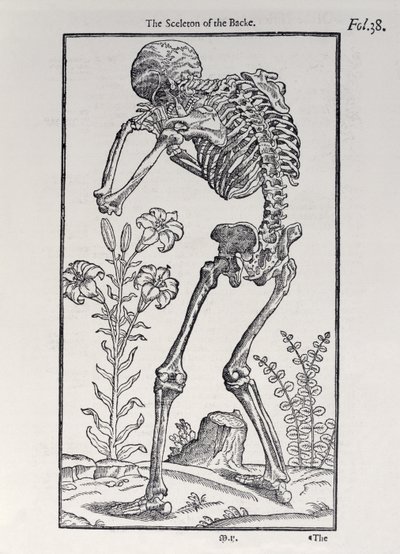 Lo scheletro della schiena, tavola da The Historie of Man pubblicato da John Banister, 1578 da English School