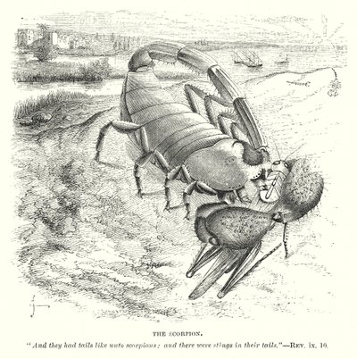 Lo scorpione (incisione) da English School