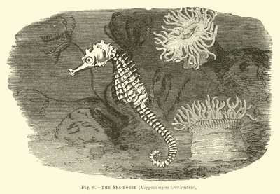 Il cavalluccio marino, Hippocampus brevirostris da English School