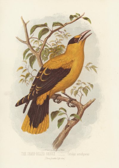 Oriolo dal becco affilato, Oriolus Acrorhyncus (litografia a colori) da English School