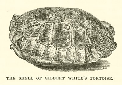 Il guscio della tartaruga di Gilbert White (incisione) da English School