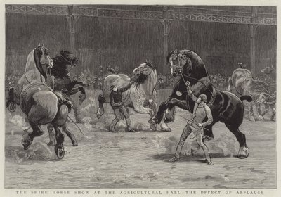 La mostra del cavallo Shire alla Agricultural Hall, l