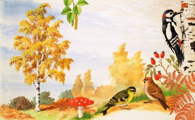 La betulla argentata e gli animali e le piante che potresti trovare intorno ad essa da English School