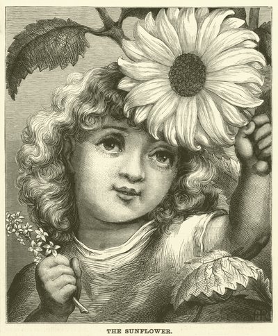 Il girasole (incisione) da English School