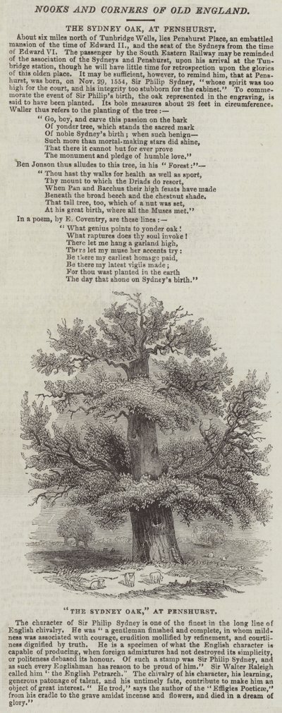 La quercia di Sydney a Penshurst da English School