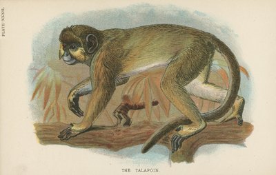 Il Talapoin da English School