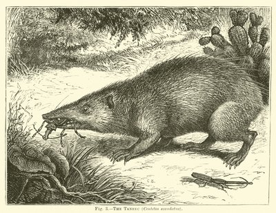 Il tanrec, Centetes ecaudatus da English School