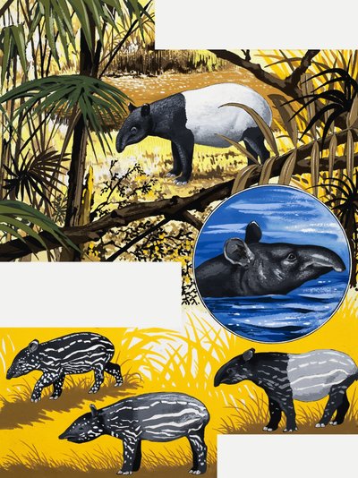 Il tapiro da English School
