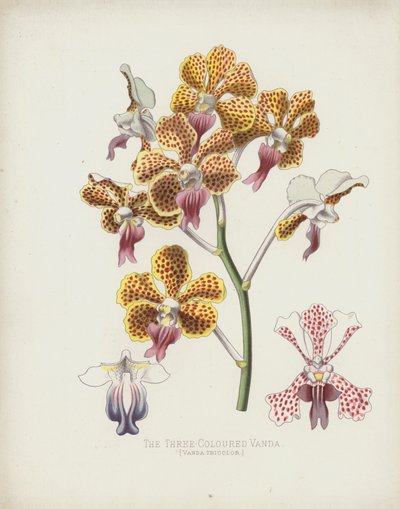 Vanda Tricolor da English School