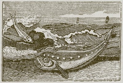 Il coniglio e il delfino (incisione) da English School