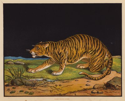 La Tigre (litografia a colori) da English School