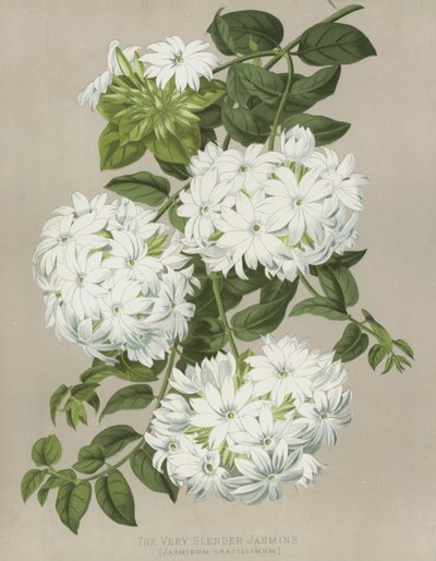 Il gelsomino molto snello, Jasminum Gracillimum da English School