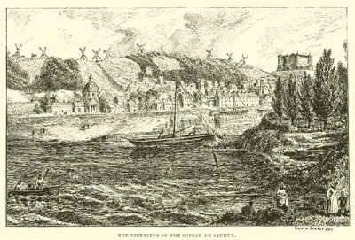 I vigneti del Coteau de Saumur da English School