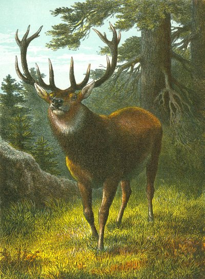 Il wapiti da English School