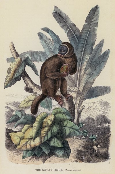 Il lemure lanoso, Lemur laniger da English School