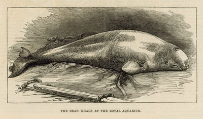 La balena morta al Royal Aquarium da English School