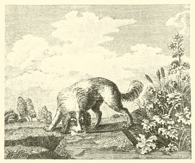 Il cane e l