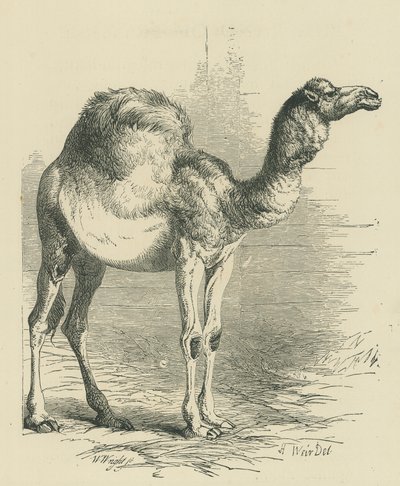 Il dromedario (incisione) da English School