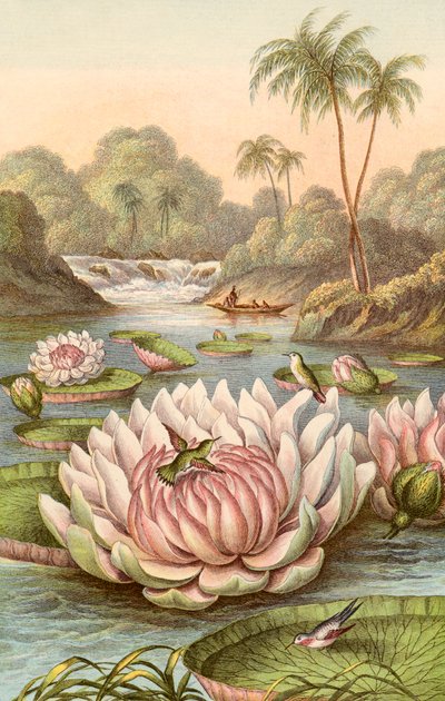La grande ninfea, Victoria Regia da English School