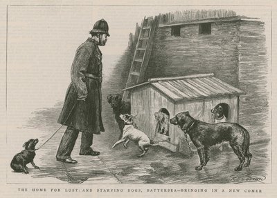 La casa per cani persi e affamati da English School