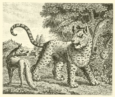Il leopardo e la volpe da English School