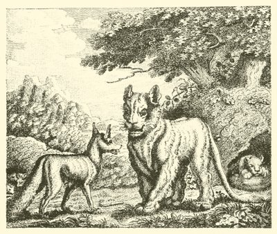 La leonessa e la volpe (incisione) da English School