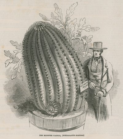 Il mostro cactus (Echinocactus stainesh) nei Giardini Reali, Kew, Londra da English School