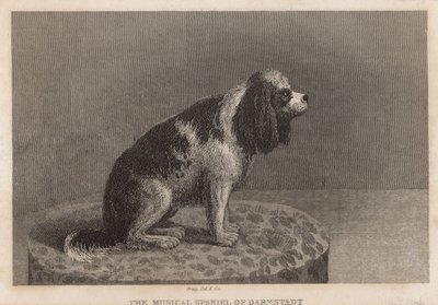Il cane musicale di Darmstadt da English School