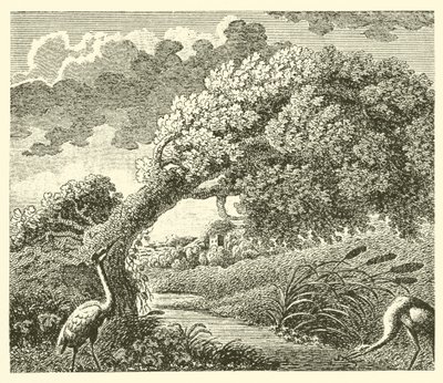 La quercia e la canna da English School