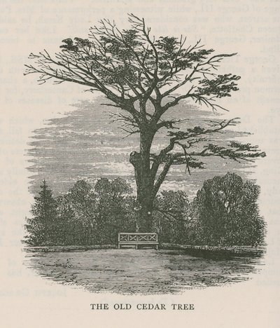 Il vecchio cedro, Holland House da English School
