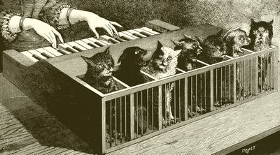 Il pianoforte dei gatti da English School