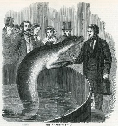 Il pesce parlante da English School