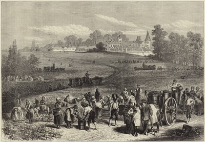 La vendemmia nel Médoc da English School