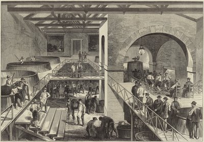 La vendemmia del Médoc da English School