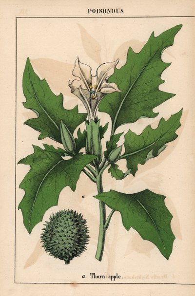 Stramonio con fiori bianchi e frutti spinosi, da 