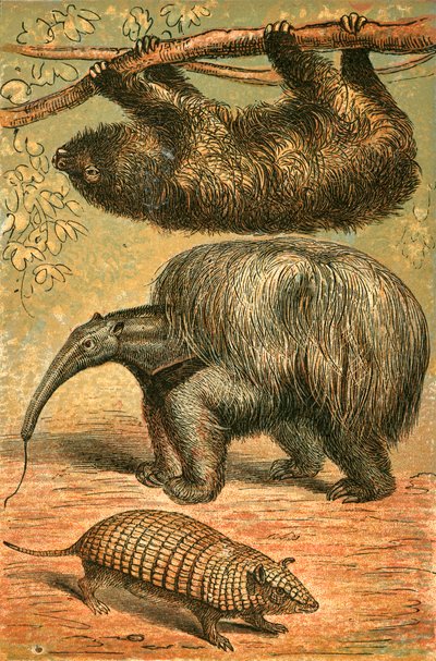 Bradipo tridattilo, grande formichiere e armadillo da English School