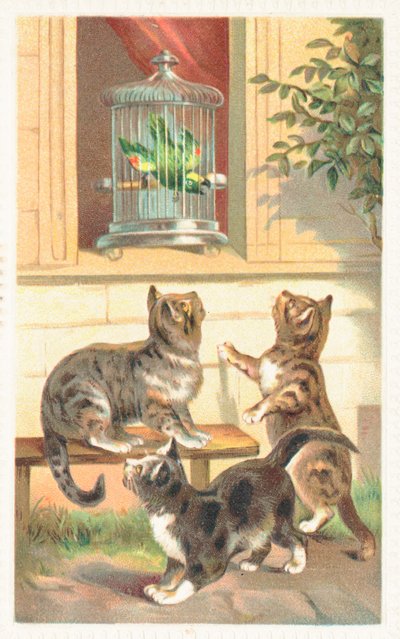 Tre gatti seduti sotto una finestra da English School