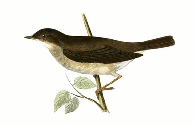 Usignolo di tordo, illustrazione da 