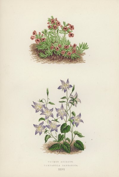 Thymus Azureus; Campanula Garganica (litografia a colori) da English School
