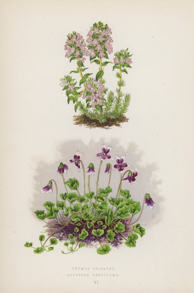 Thymus Striatus; Erpetion Reniforme (litografia a colori) da English School