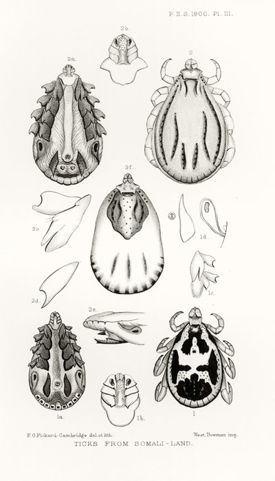 Zecche dalla Somalia, illustrazione da The Hope Reports, Vol. II, 1897-1900, a cura di Edward B. Poulton, Oxford, 1901 da English School