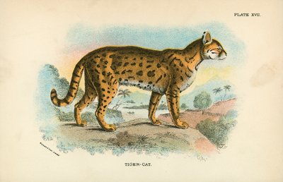 Gatto-tigre da English School