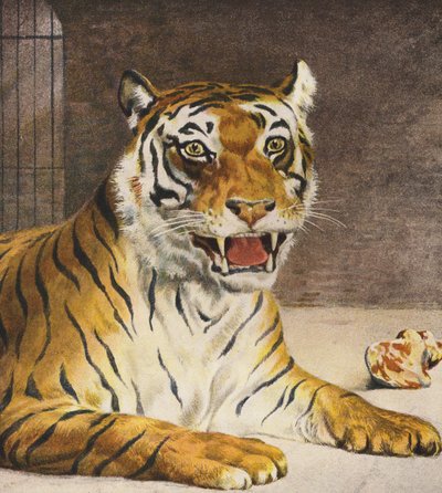 Tigre da English School