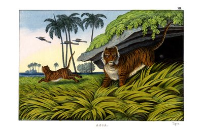Tigre da English School
