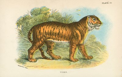 Tigre da English School