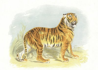 Tigre da English School